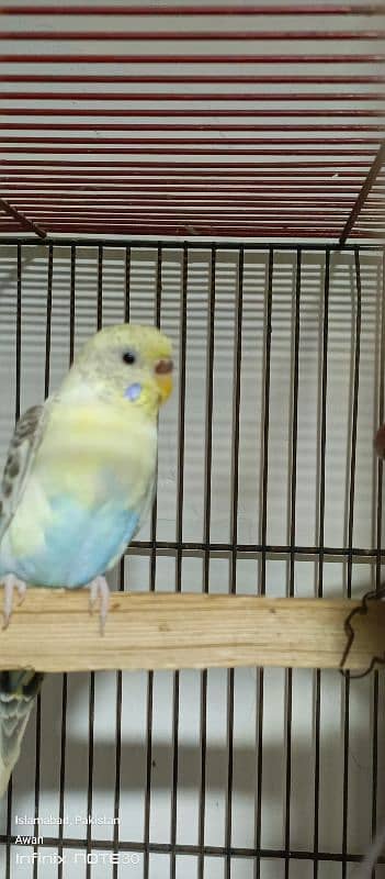 Australian budgies breeder pair for sale 4