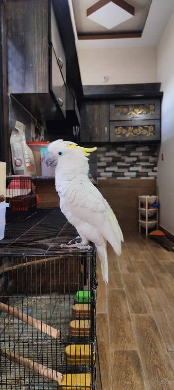 Cockatoo / Tritron Cockatoo / Parrots / Tame 1