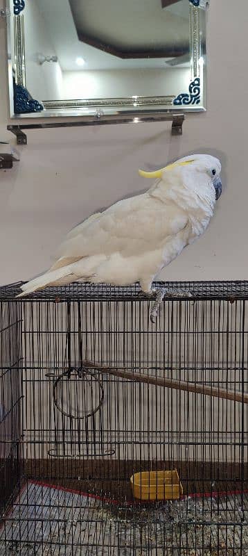 Cockatoo / Tritron Cockatoo / Parrots / Tame 2