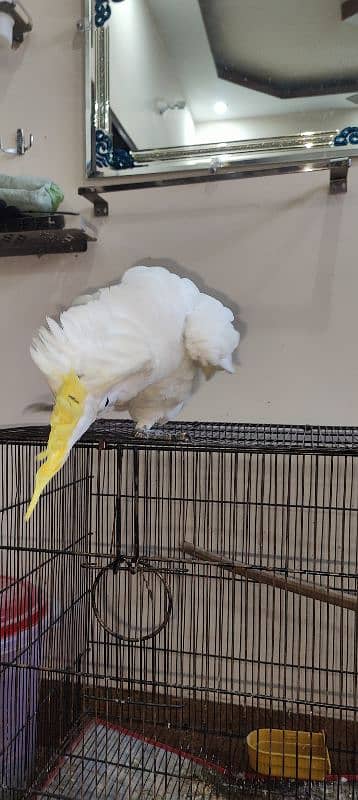 Cockatoo / Tritron Cockatoo / Parrots / Tame 3