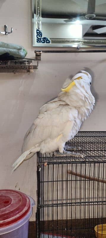 Cockatoo / Tritron Cockatoo / Parrots / Tame 4