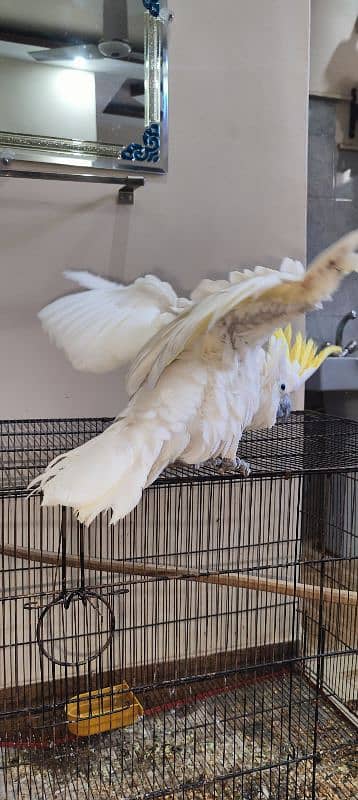 Cockatoo / Tritron Cockatoo / Parrots / Tame 6