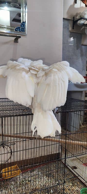 Cockatoo / Tritron Cockatoo / Parrots / Tame 7