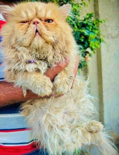 Piki face Male Cat Available For StUd service