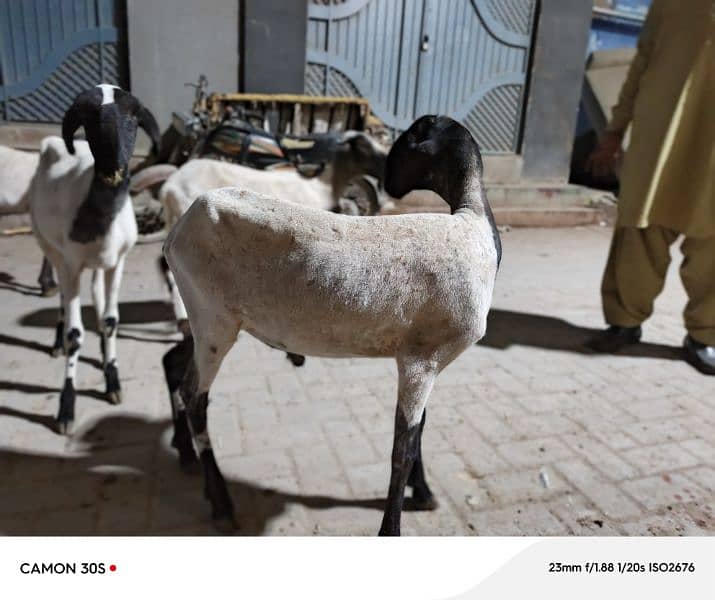 4 dumba hain 2025 qurbani 5