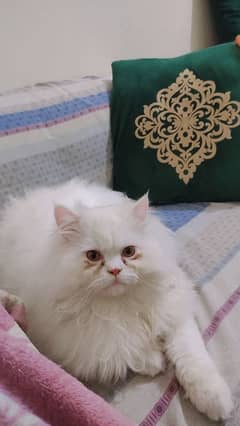 Persian male kitten 03234315250