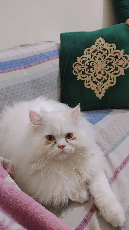 Persian male kitten 03234315250 0