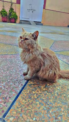 Persian cat punch face  light brown color vacated