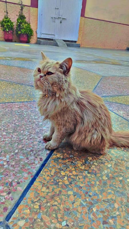 Persian cat punch face  light brown color vacated 0