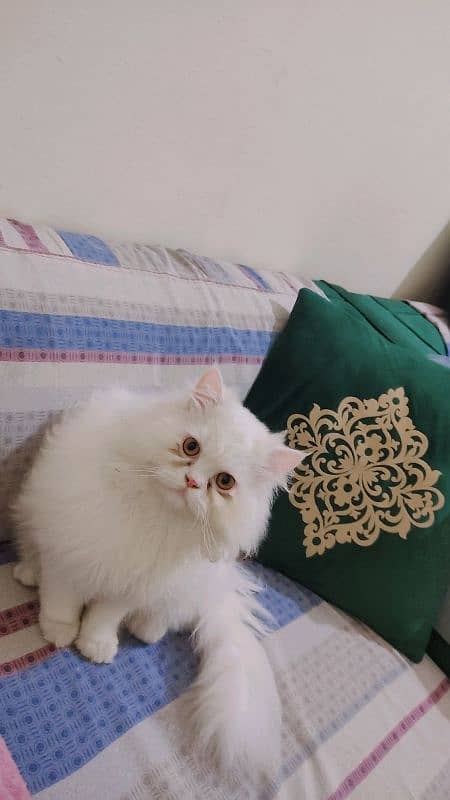 Persian male kitten 03234315250 1