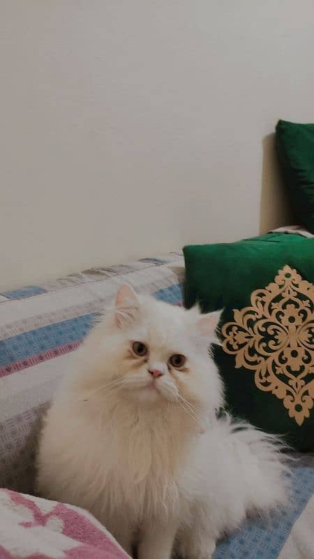 Persian male kitten 03234315250 2