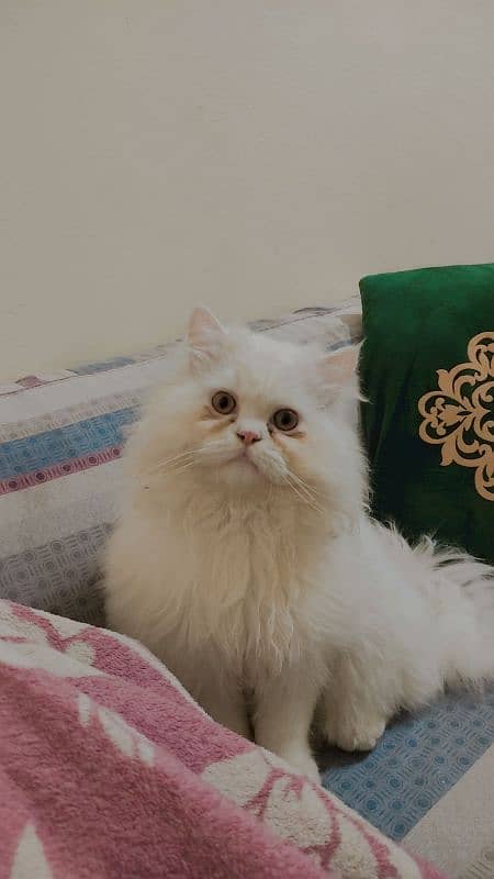 Persian male kitten 03234315250 3