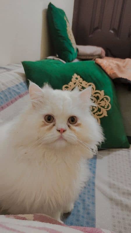 Persian male kitten 03234315250 4