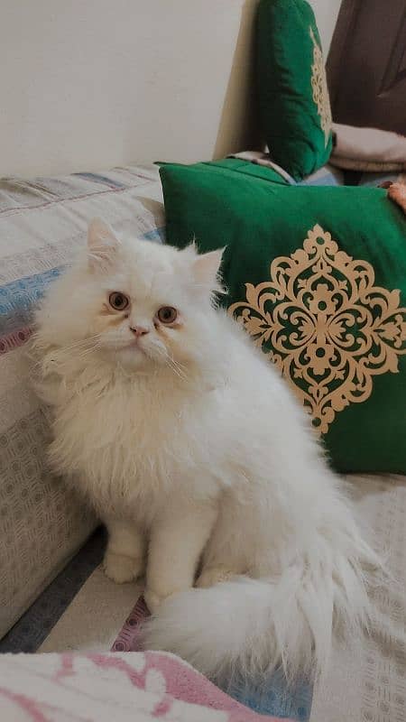 Persian male kitten 03234315250 5