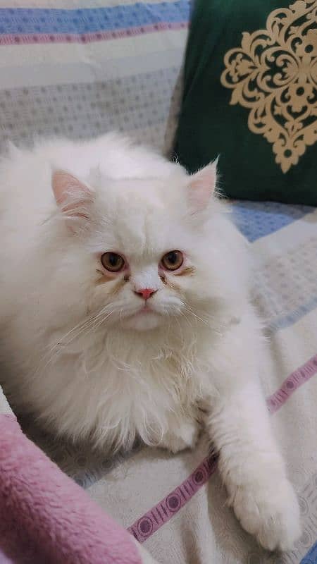 Persian male kitten 03234315250 7