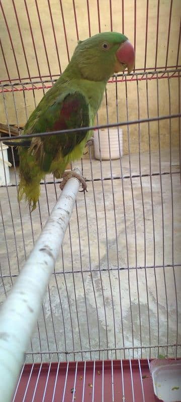 parrot 0