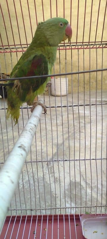 parrot 1