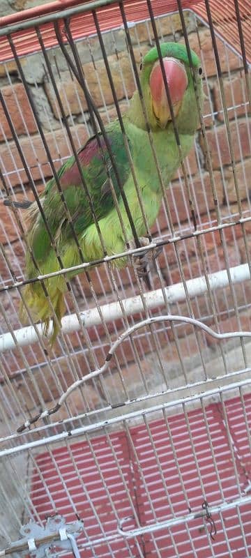 parrot 2