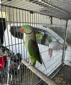 raw parrot for sale Only WhatsApp number03260536967