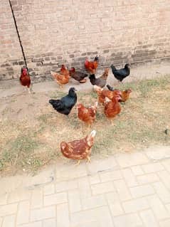 6Loham brown and 4 Golden misri 1 Desi murga for sale whatsap