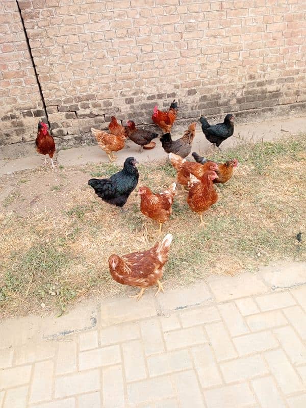 6Loham brown and 4 Golden misri 1 Desi murga for sale whatsap 0