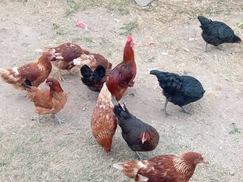 6Loham brown and 4 Golden misri 1 Desi murga for sale whatsap 2