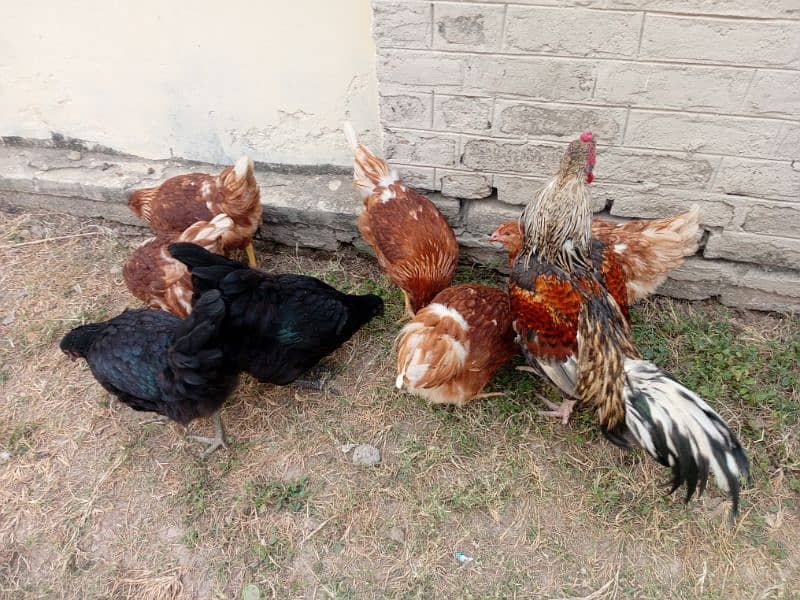 6Loham brown and 4 Golden misri 1 Desi murga for sale whatsap 4