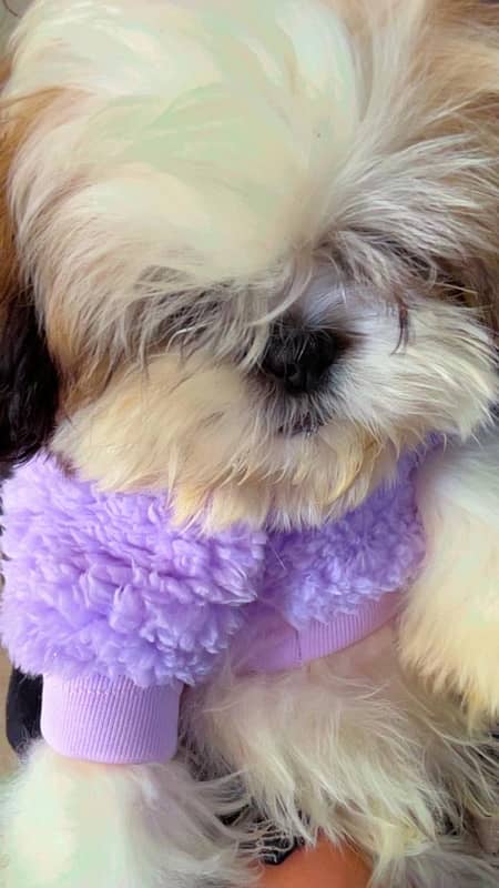 shihtzu puppy / Shih Tzu Male / shihtzu dog / Shihtzu male puppies 6