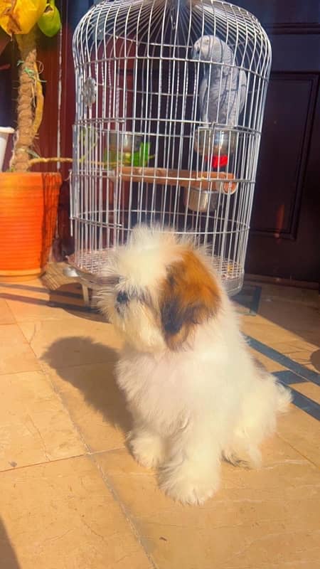 shihtzu puppy / Shih Tzu Male / shihtzu dog / Shihtzu male puppies 9