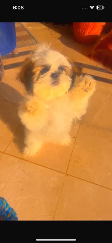 shihtzu puppy / Shih Tzu Male / shihtzu dog / Shihtzu male puppies 10