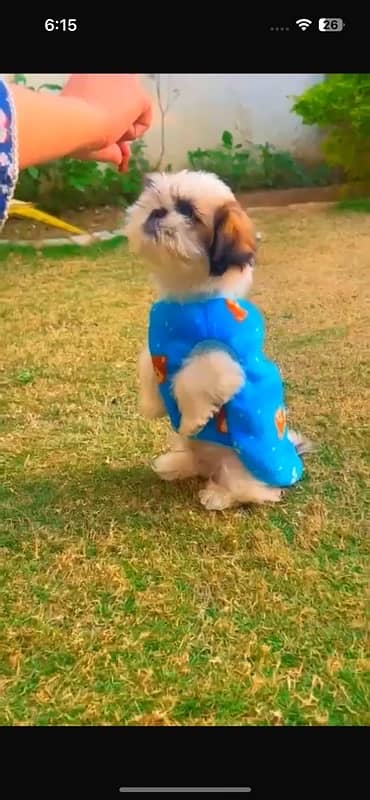 shihtzu puppy / Shih Tzu Male / shihtzu dog / Shihtzu male puppies 11