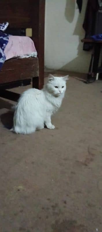 female persian cat for sale 0