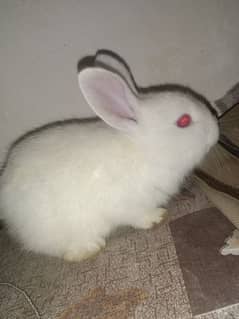 angora male rabbit 03224186572