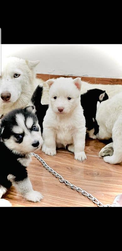 puppies available for sale,Siberian Husky puppies ,white husky puppies 0