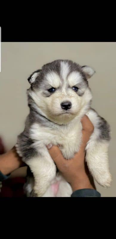 puppies available for sale,Siberian Husky puppies ,white husky puppies 1