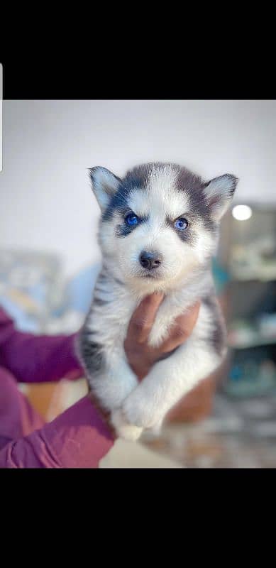 puppies available for sale,Siberian Husky puppies ,white husky puppies 2