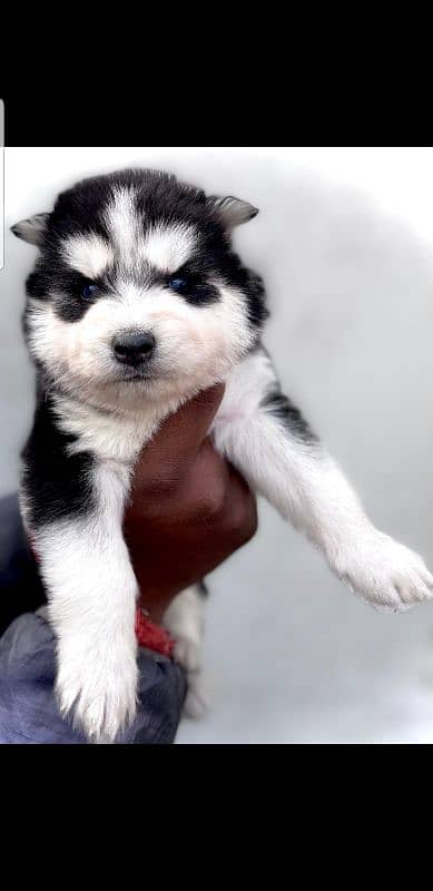 puppies available for sale,Siberian Husky puppies ,white husky puppies 3