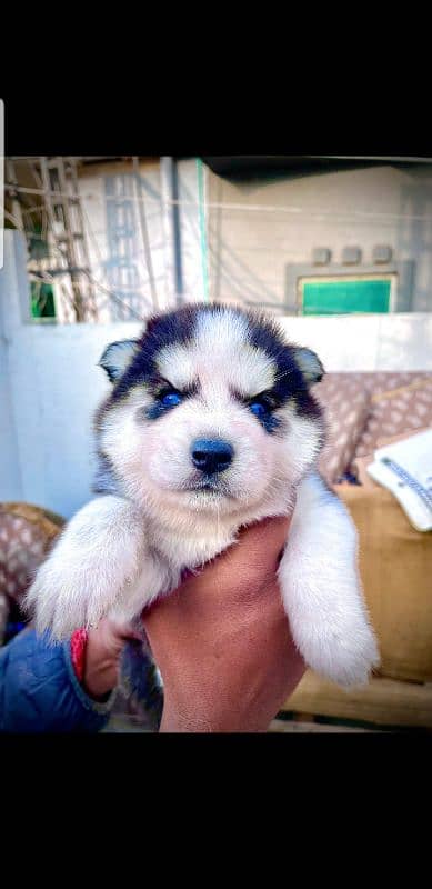 puppies available for sale,Siberian Husky puppies ,white husky puppies 4