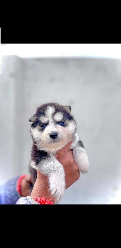 puppies available for sale,Siberian Husky puppies ,white husky puppies 5