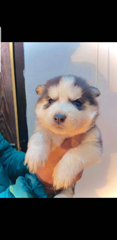 puppies available for sale,Siberian Husky puppies ,white husky puppies 6