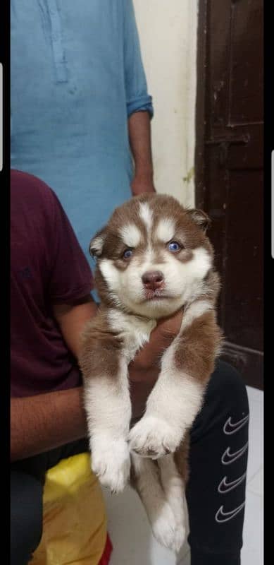 puppies available for sale,Siberian Husky puppies ,white husky puppies 8