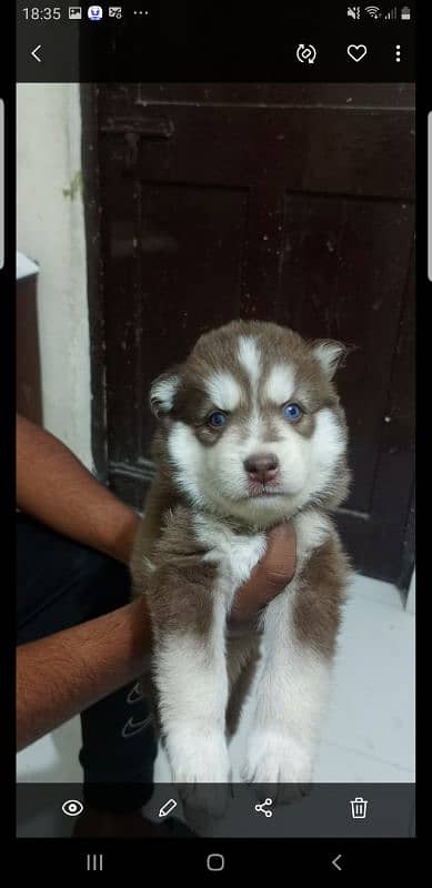 puppies available for sale,Siberian Husky puppies ,white husky puppies 9