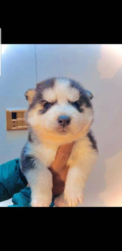 puppies available for sale,Siberian Husky puppies ,white husky puppies 11