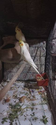 assalamualaikum koctail full bridr pair 2 time bird kr chuke hain