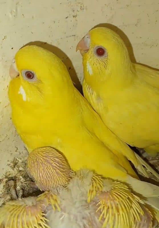 Australian Parrots(breeder pair) 0