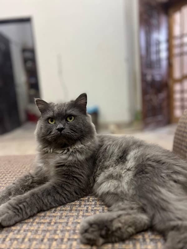 Persian male 2 years old in affordable price 0