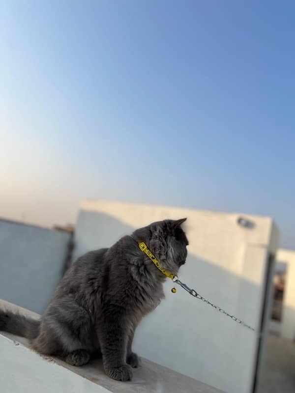 Persian male 2 years old in affordable price 1