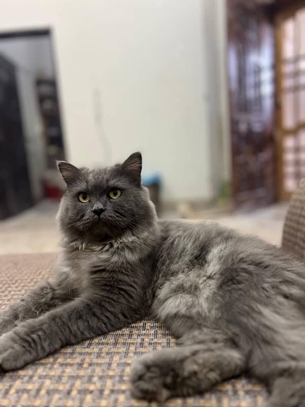 Persian male 2 years old in affordable price 3