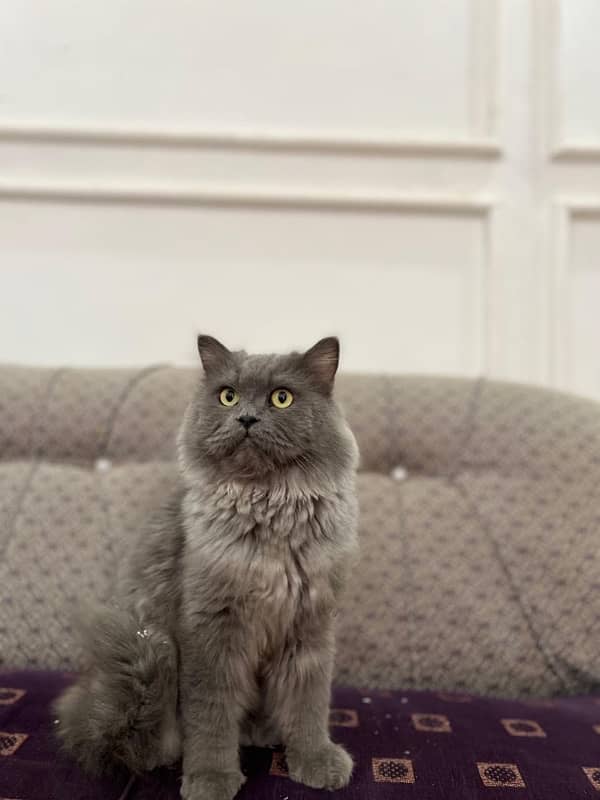 Persian male 2 years old in affordable price 4