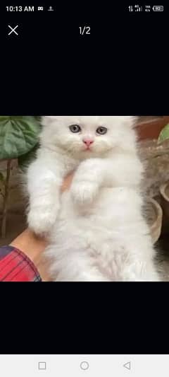 quality Persian panch face cate & kittan male female both available h